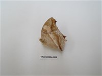 藏品(黃帶隱蛺蝶)的圖片